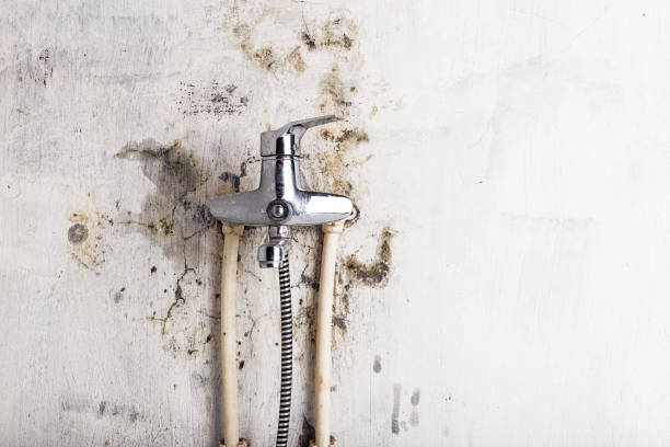 Best Black Mold Remediation in Haughton, LA